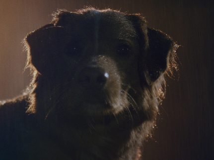 Небесный охотник